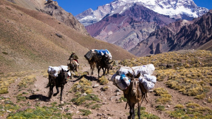 imagen ¿Quién garantiza el cuidado de las mulas en el Aconcagua?