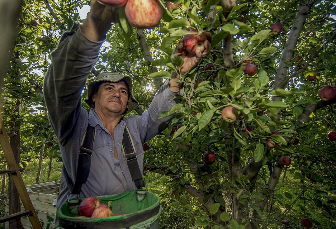imagen El calor inusual de la primavera adelantó la floración y compromete la calidad de los frutos