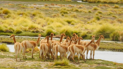 imagen Preocupa en Argentina la amenaza que sufren los humedales por la minería del litio