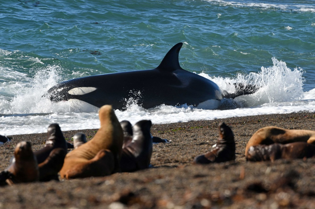 imagen Temporada de orcas: la comarca de Península Valdés festeja con diversas actividades 