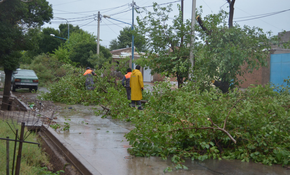 imagen Árboles caídos por las lluvias en Mendoza.