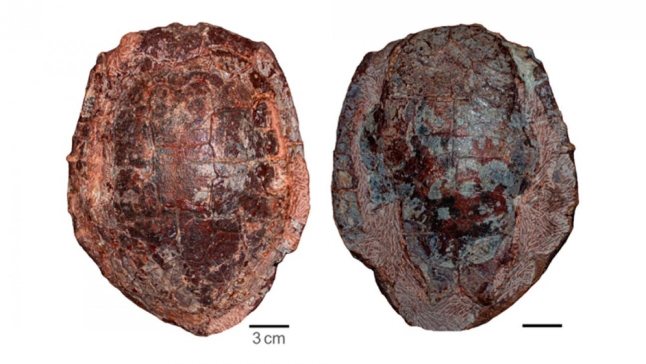imagen Describen una nueva especie de tortuga del Cretácico 