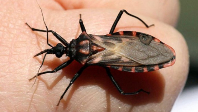 imagen Buscan crear un mapa del Chagas en Argentina