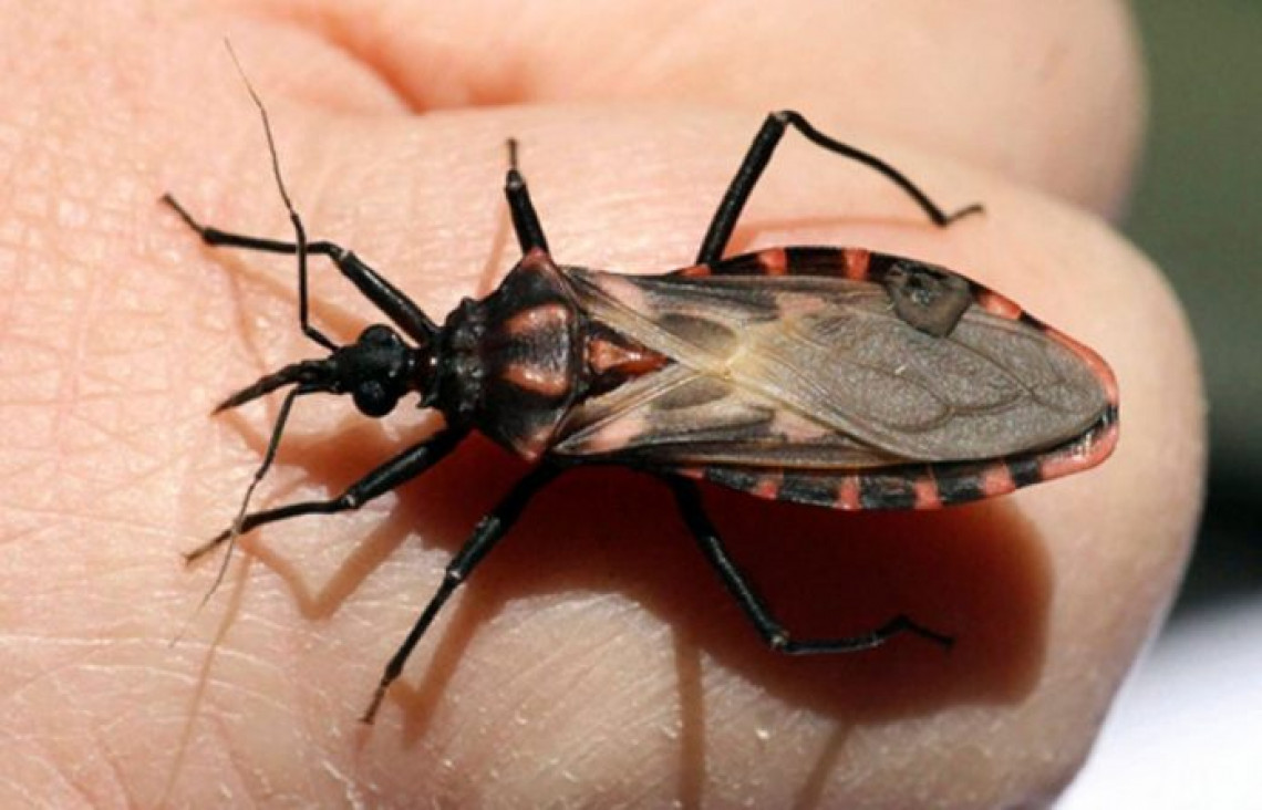 imagen Buscan crear un mapa del Chagas en Argentina
