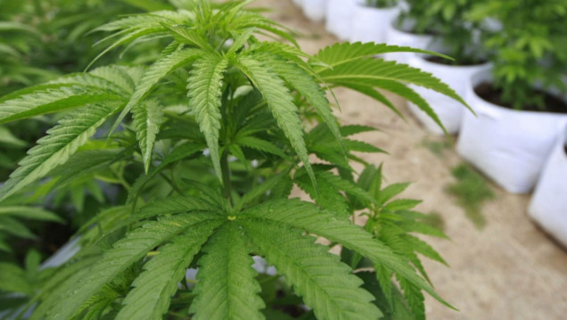 imagen México autorizó a cuatro personas a producir marihuana 