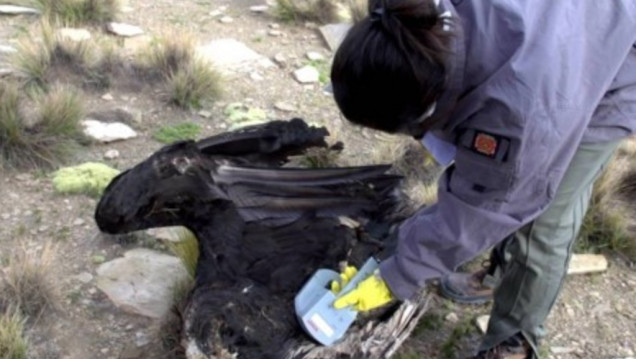 imagen Matanza de cóndores: prisión preventiva y embargo de bienes para los acusados