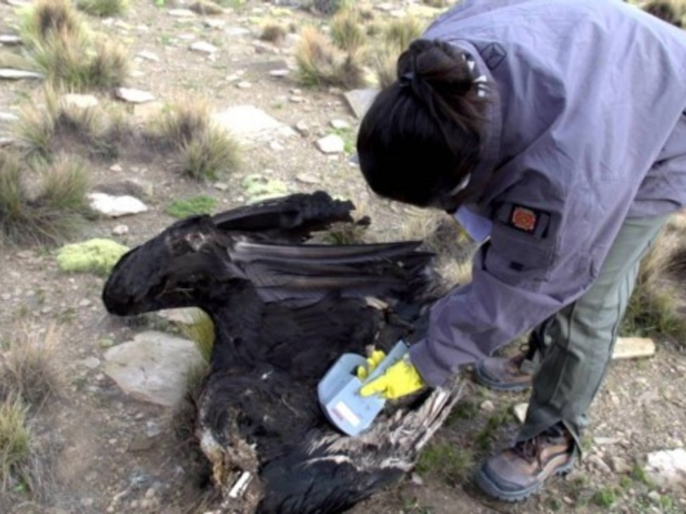 imagen Matanza de cóndores: prisión preventiva y embargo de bienes para los acusados