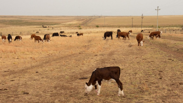 imagen Casi el 55% del territorio nacional se encuentra bajo condición de sequía