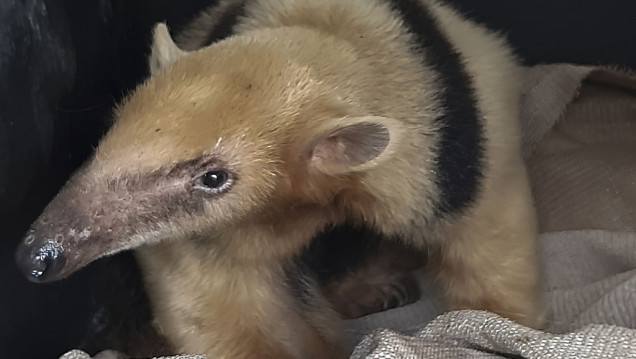 imagen Trasladan al oso melero rescatado en Mendoza a un centro de conservación en Corrientes 