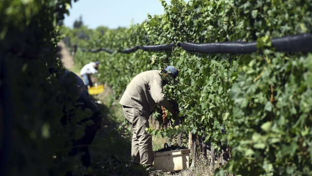 imagen Cooperativas mendocinas participan en un proyecto que impulsa la agricultura regenerativa