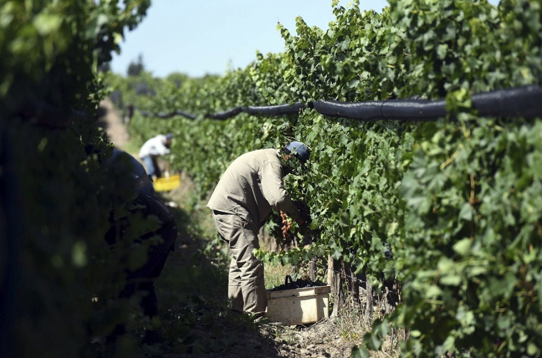 imagen Cooperativas mendocinas participan en un proyecto que impulsa la agricultura regenerativa