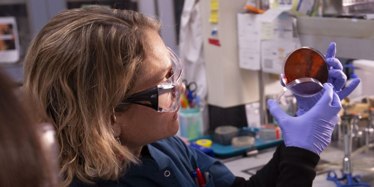 imagen Bioquímica argentina estudia una superbacteria resistente a los antibióticos y con alta tasa de mortalidad