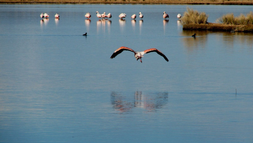 imagen Los humedales, aliados contra el cambio climático, cubren el 20% del territorio argentino