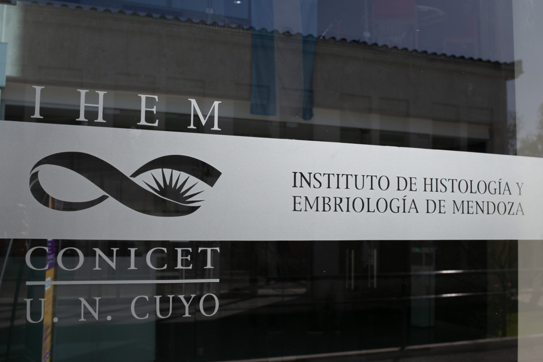imagen Equipo del Conicet describe el rol clave de una proteína en la formación de células musculares