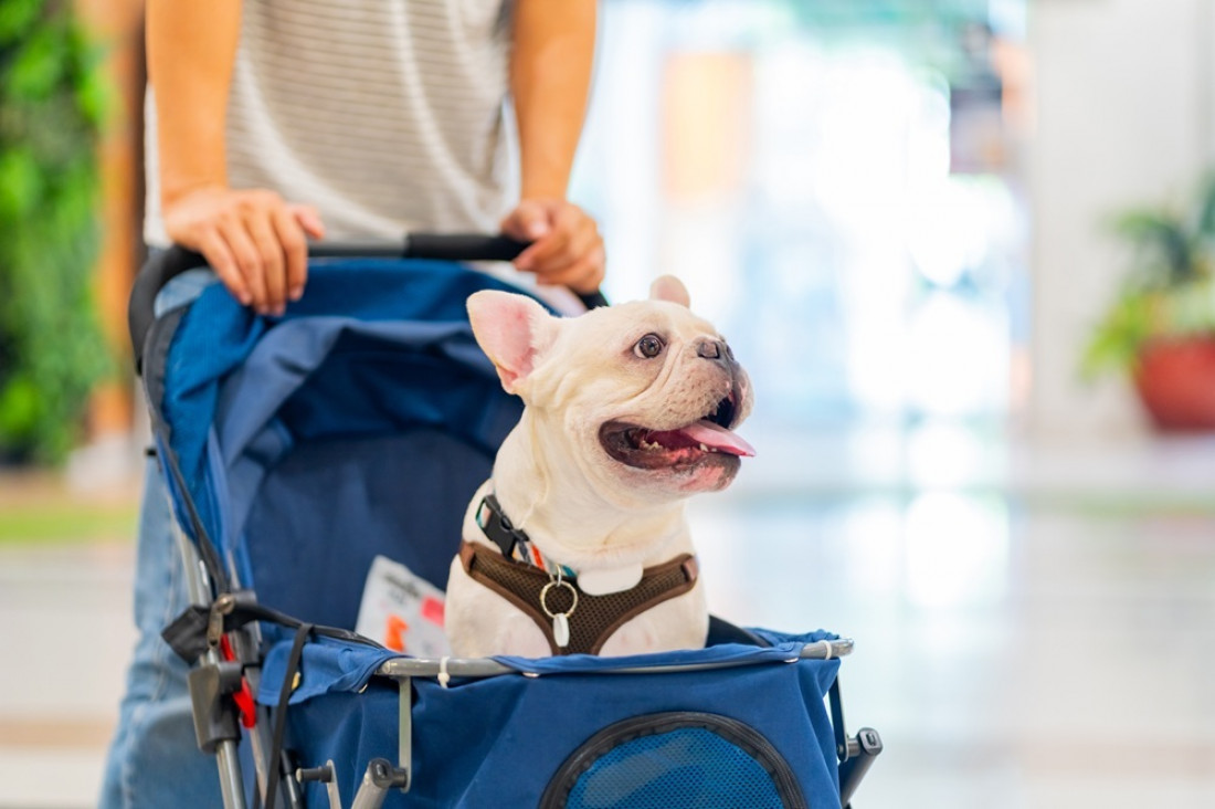 imagen  "Perrhijos" y "gathijos": ¿qué tan recomendable es humanizar a las mascotas?
