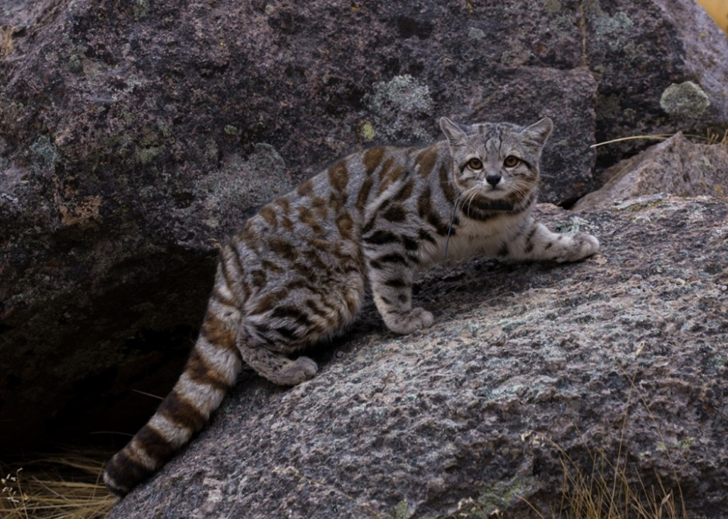 imagen Gato andino: celebran 20 años de trabajos para conservar al felino más amenazado de América