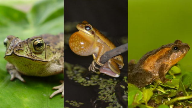 imagen En menos de 10 años se perdieron tres especies de sapos y ranas