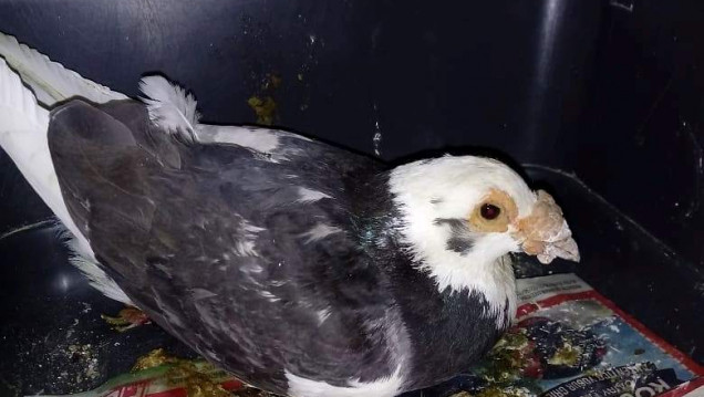 imagen Paloma mensajera herida busca a su cuidador