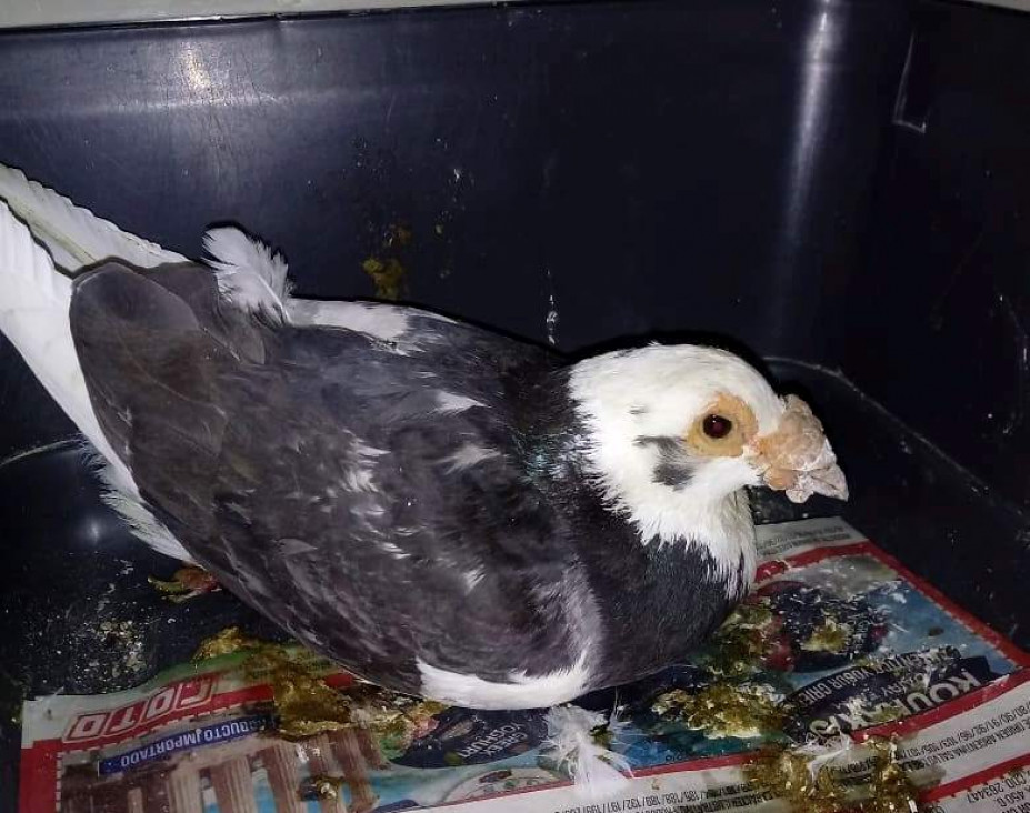 imagen Paloma mensajera herida busca a su cuidador