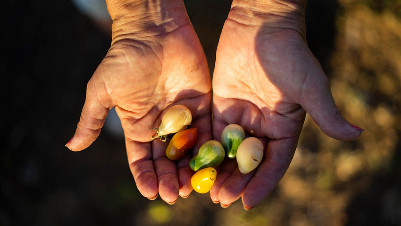 imagen Agricultura regenerativa: una opción sostenible que aumenta productividad y reduce costos