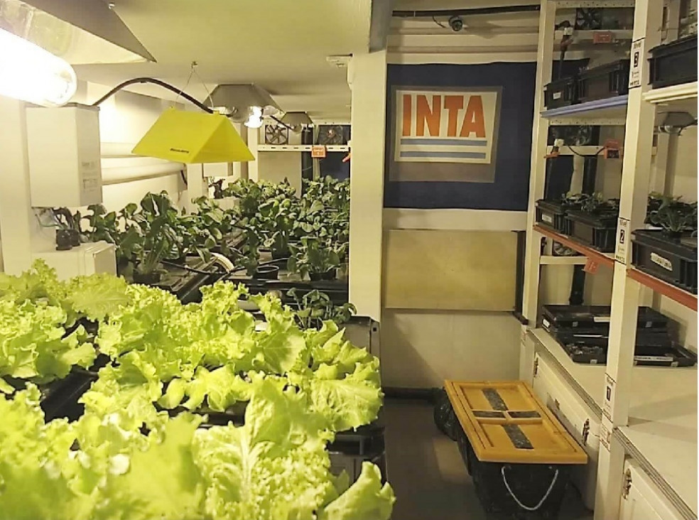 imagen Germinaron los primeros plantines hortícolas en la Antártida Argentina