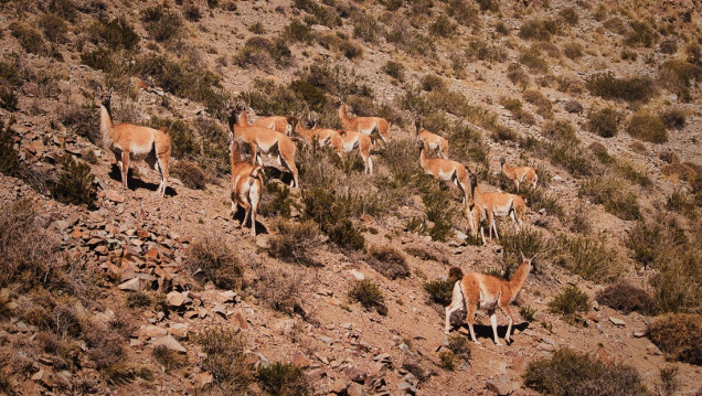 imagen Salvar la fauna, proteger el futuro: Mendoza rescató 16 mil animales en una década