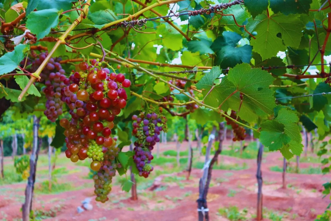 imagen Lavalle, referente en vinos artesanales con identidad local