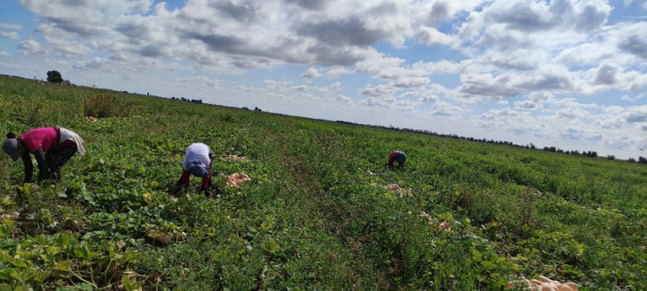imagen Familias productoras, una especie en extinción en el Cinturón Verde del Gran Mendoza