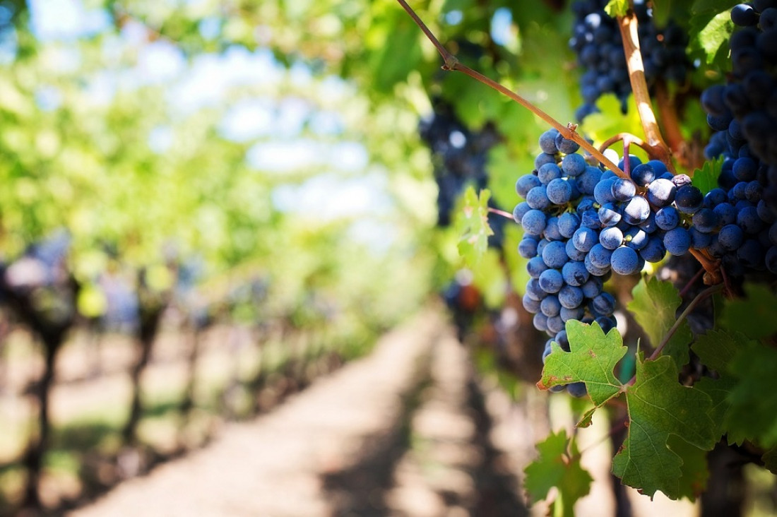 imagen Un equipo de investigación del Conicet decifró el genoma completo del Malbec
