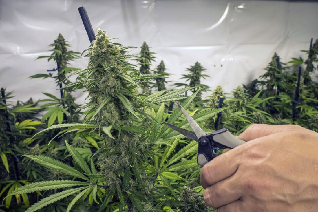 imagen Cannabis medicinal: cómo funciona el Reprocann y a quiénes beneficia