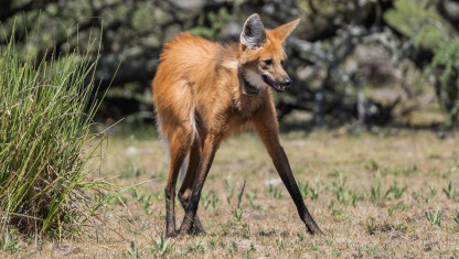 imagen Cómo es el aguará guazú, la especie que fue avistada en La Pampa tras 200 años sin rastros