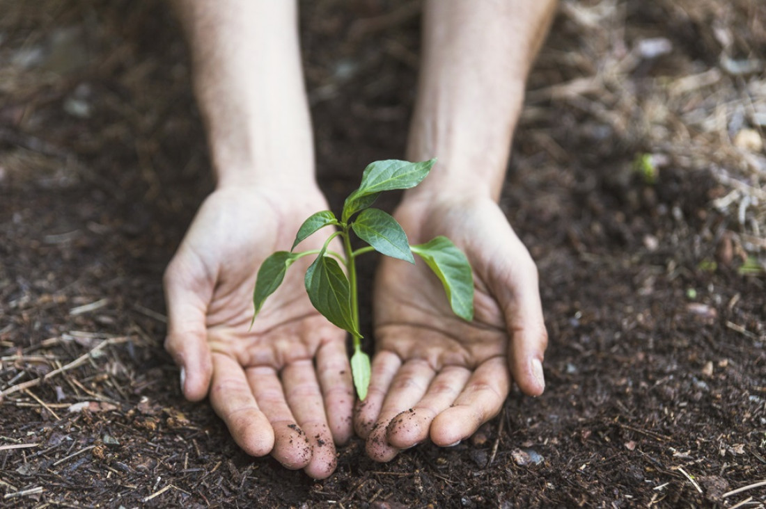 imagen ¿Plantar más árboles es una estrategia eficiente contra el cambio climático?