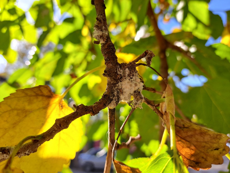 imagen El calor prolongado multiplicó una plaga pegajosa en el arbolado público