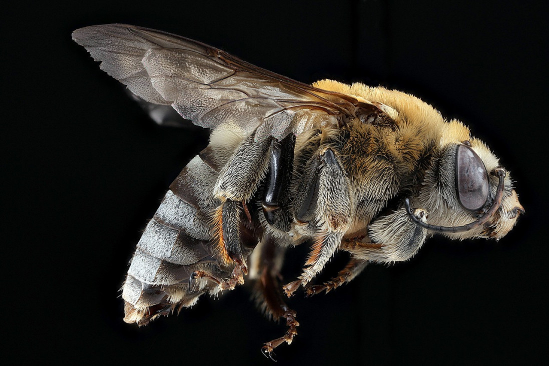 imagen Se inspiran en abejas para fabricar un prototipo de avión