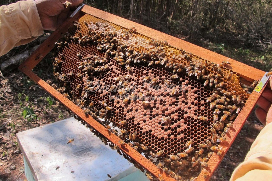 imagen Abejas y apicultura, bajo amenaza de los agrotóxicos