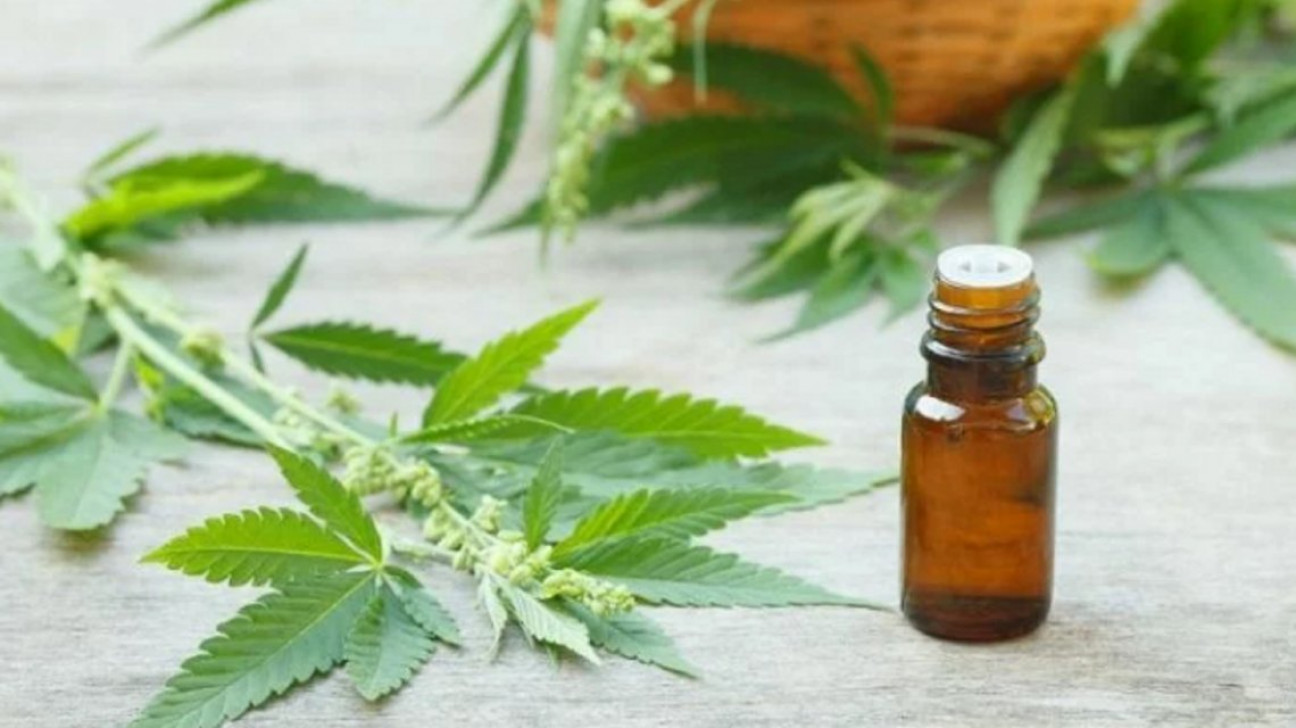 imagen Una obra social deberá costear el cannabis medicinal para una niña
