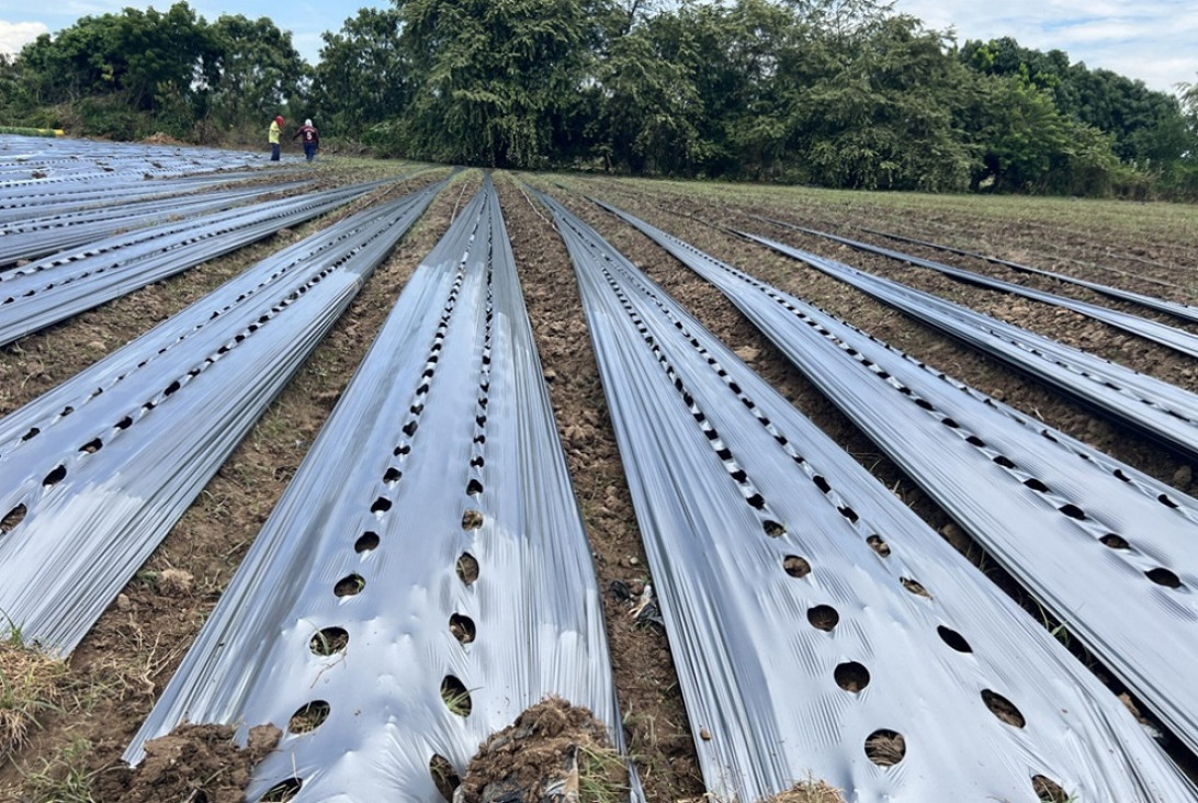 imagen Una nueva malla biodegradable podría sustituir al plástico en el agro mendocino