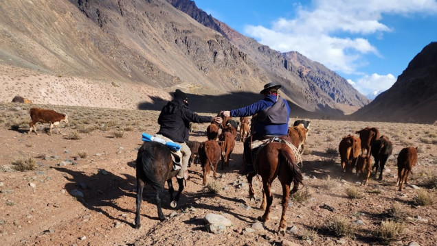 imagen Un proyecto busca mejorar la producción de vacas en Uspallata y lograr el abastecimiento local