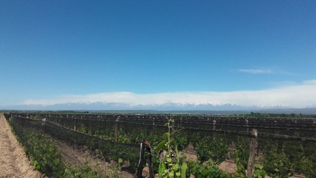 imagen El Gobierno rematará tierras en plena "zona Malbec"
