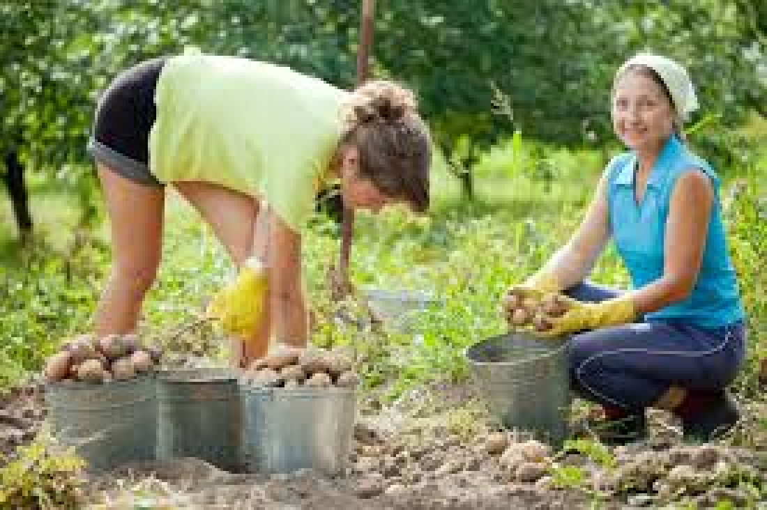 imagen Mejores alimentos por ley