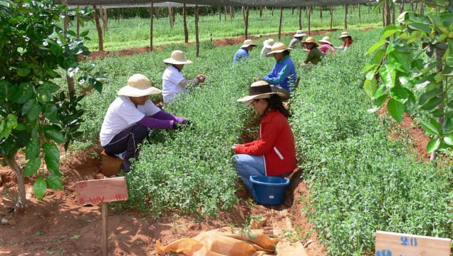 imagen Congreso: es ley el proyecto de Agricultura Familiar
