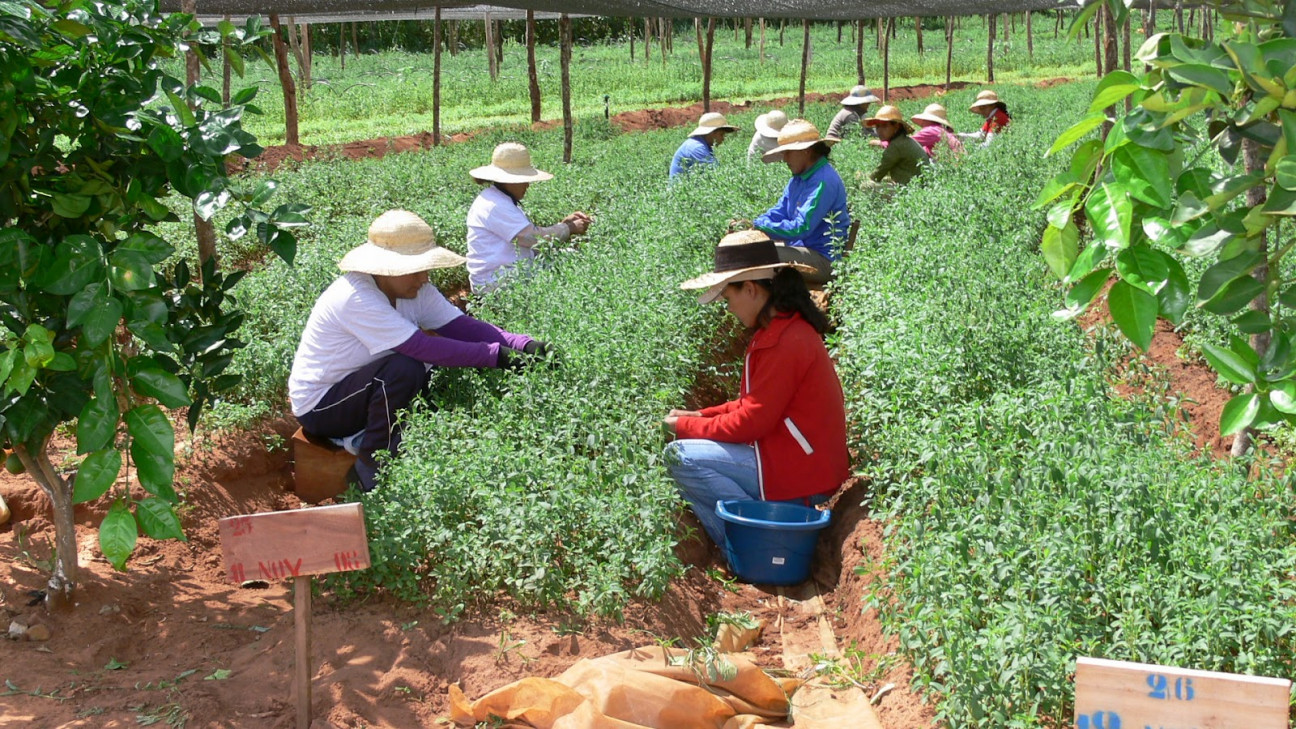 imagen Congreso: es ley el proyecto de Agricultura Familiar