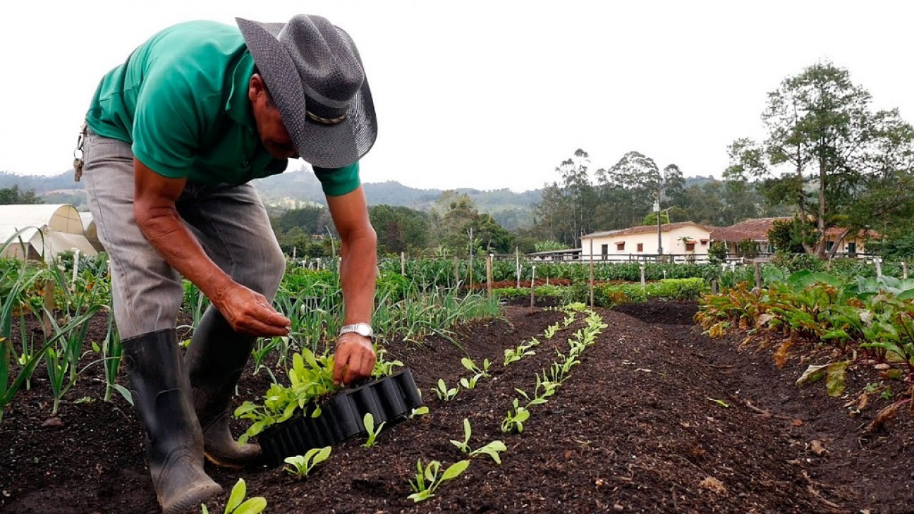 imagen La producción agropecuaria orgánica "se multiplicó 750 veces" en los últimos 25 años