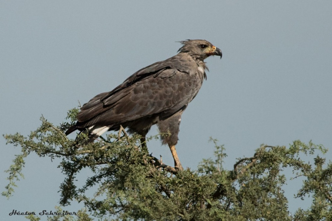 imagen Positivo indicador ambiental: nació un nuevo pichón de águila coronada en Mendoza