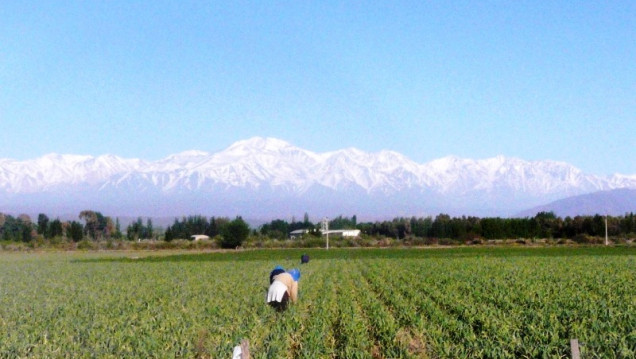 imagen Comemos menos de la mitad de la porción recomendada de verduras