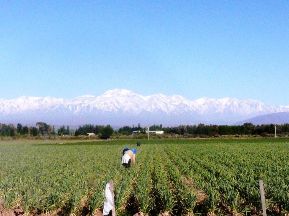 imagen Comemos menos de la mitad de la porción recomendada de verduras