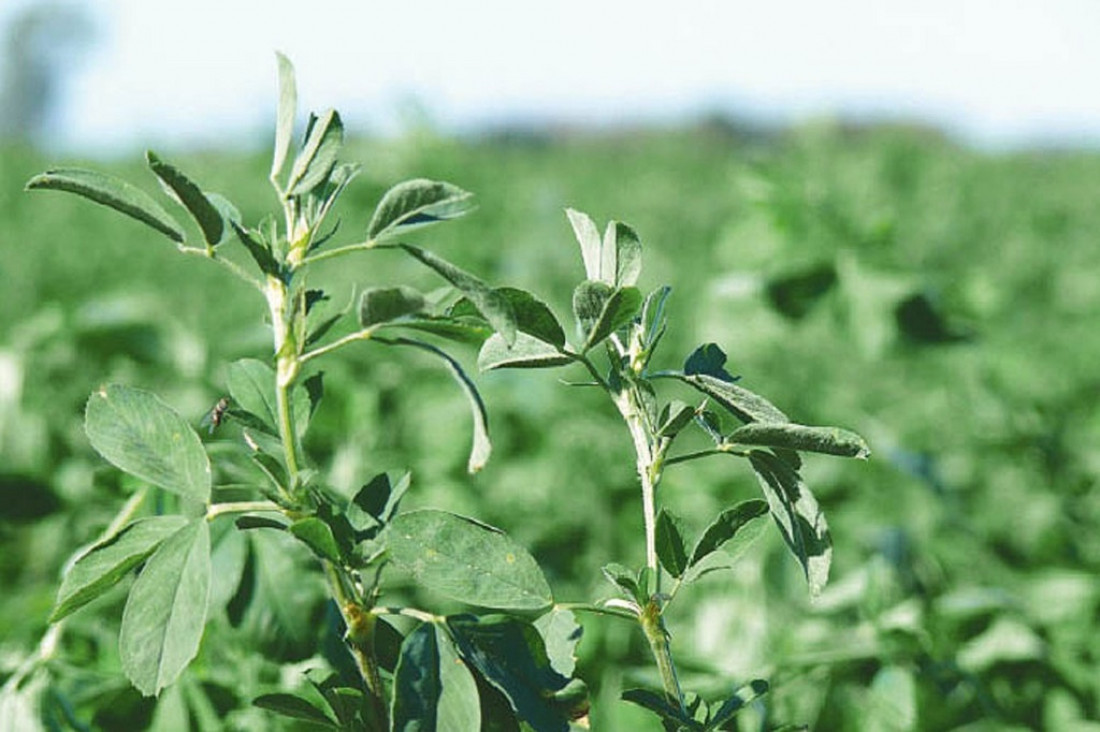 imagen Los secretos de la alfalfa, en un congreso mundial en Córdoba