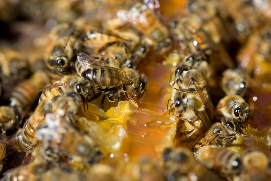 imagen Para proteger las abejas, la UE limitó el uso de insecticidas