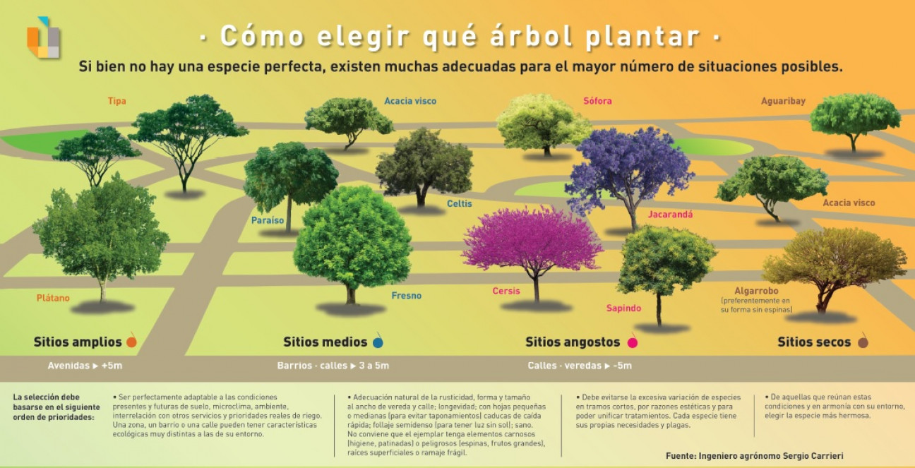 imagen Qué árbol plantar, el interactivo que protege a esta especie en su día