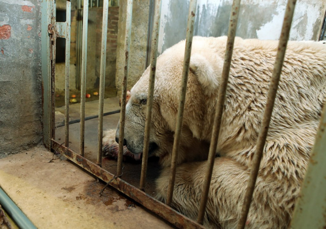 imagen Advierten sobre el delicado estado de salud del oso Arturo